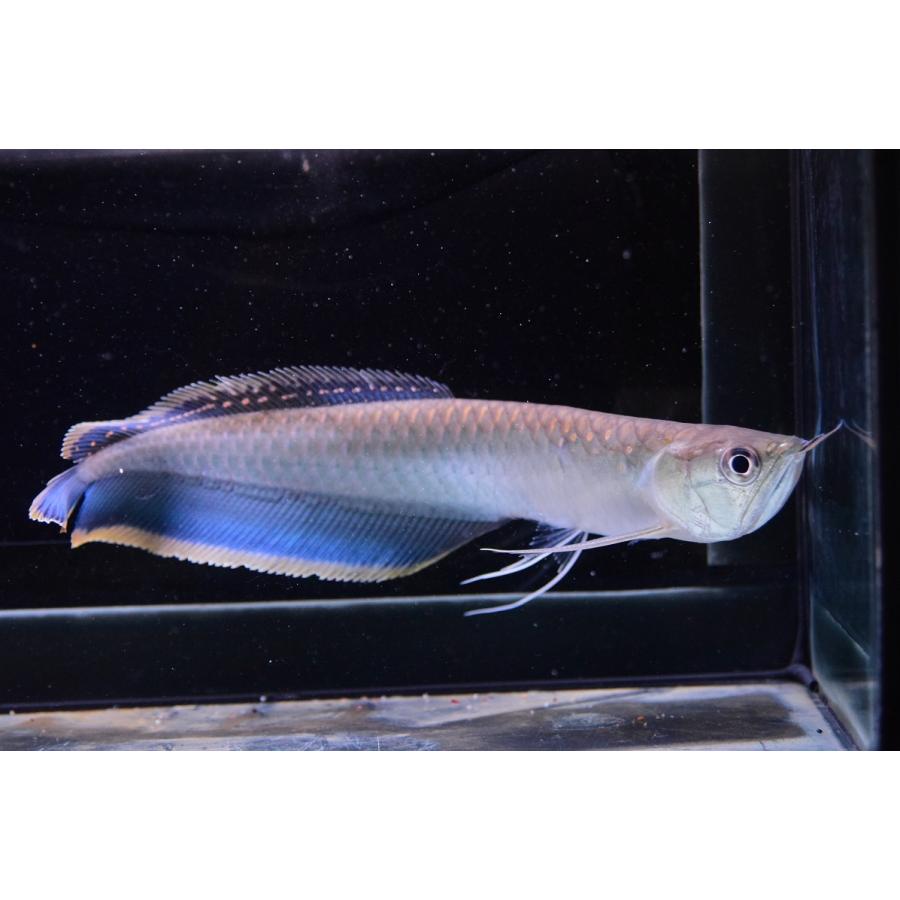 ブラックアロワナ リオ ネグロ 24cm An111 World Rivers Net 通販 Yahoo ショッピング