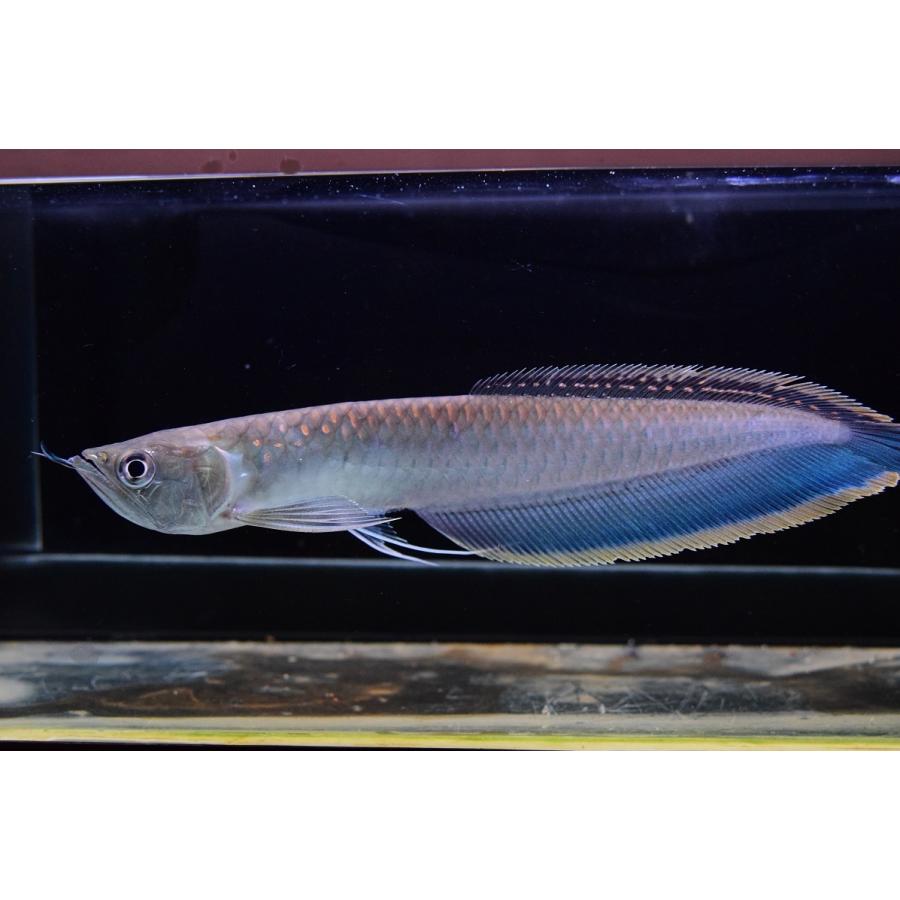 ブラックアロワナ リオ ネグロ 24cm An111 World Rivers Net 通販 Yahoo ショッピング