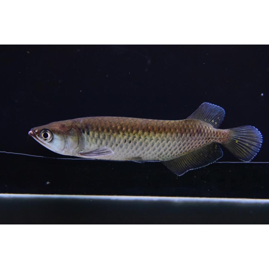 ノーザンバラムンディ 12 13cm No 1 An121 World Rivers Net 通販 Yahoo ショッピング