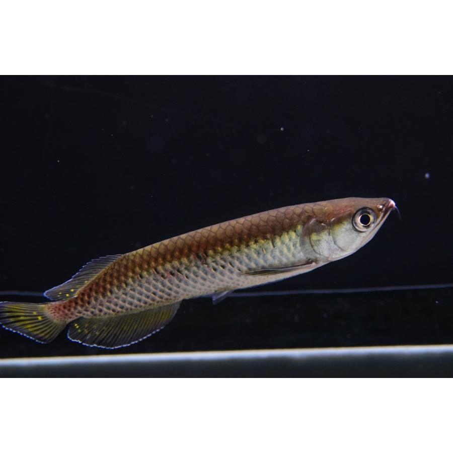 ノーザンバラムンディ 12 13cm No 1 An121 World Rivers Net 通販 Yahoo ショッピング