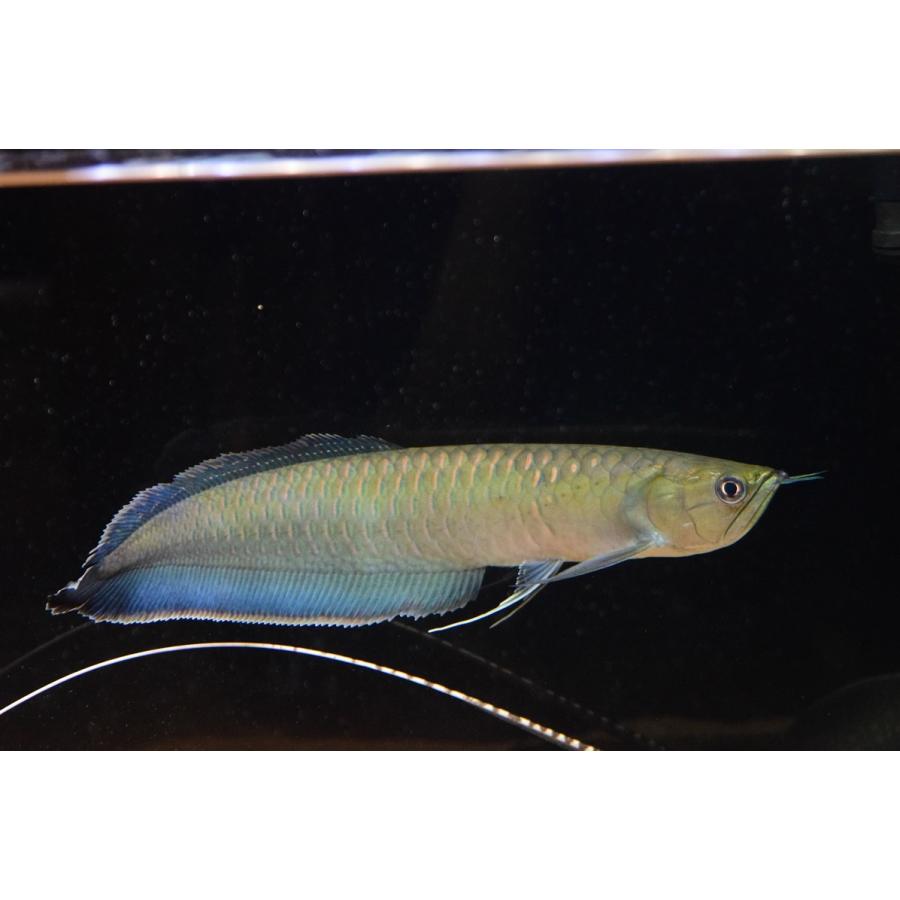 本店は アロワナ 33 34cm リオ ネグロ ブラックアロワナ 観賞魚生体 Oyostate Gov Ng