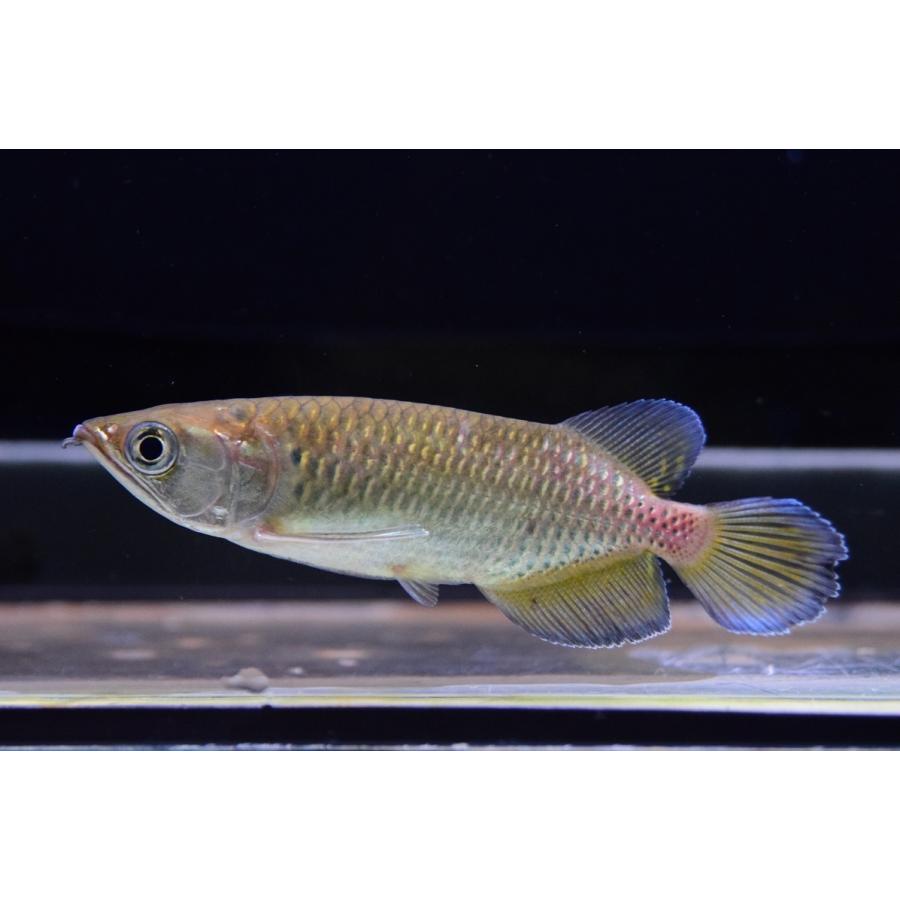 アロワナ ノーザンバラムンディショート