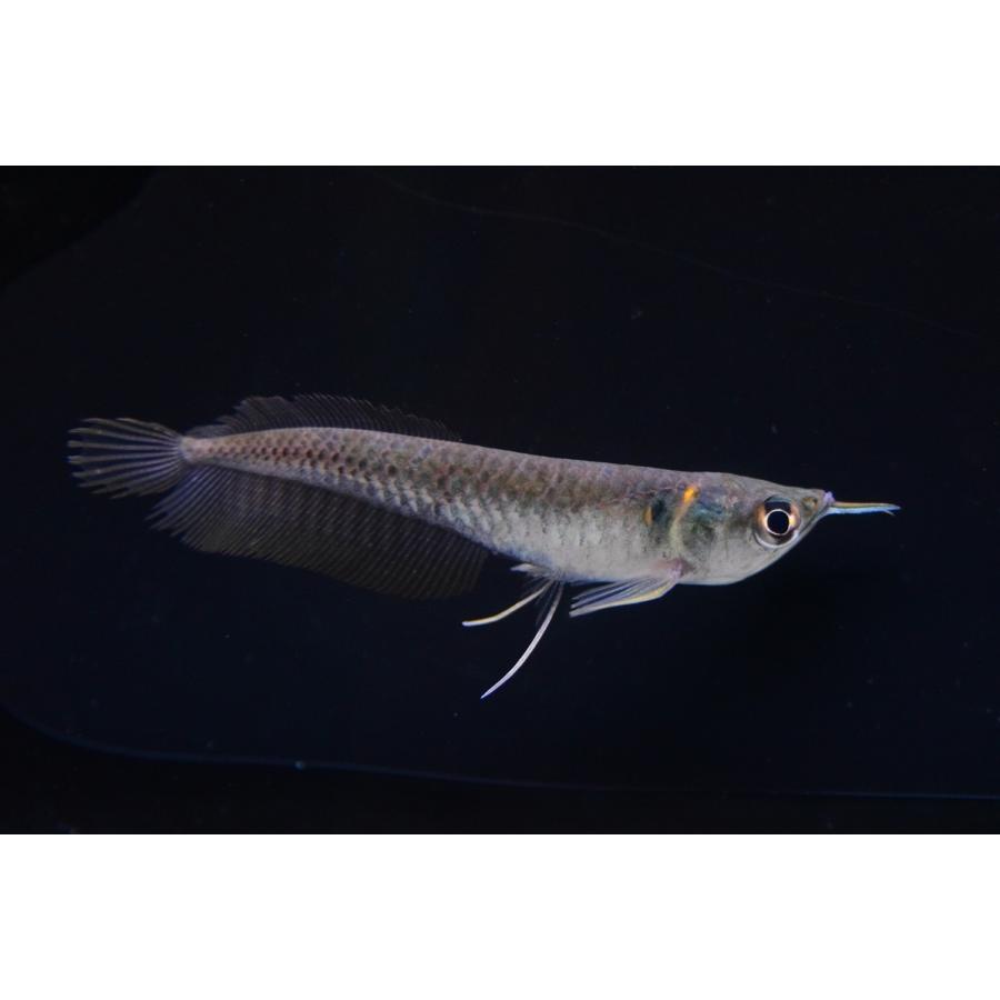 シルバーアロワナ アマパ ベビー An134 World Rivers Net 通販 Yahoo ショッピング