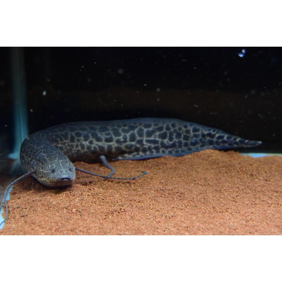 プロトプテルス エチオピクス コンギクス コンゴ 45cm