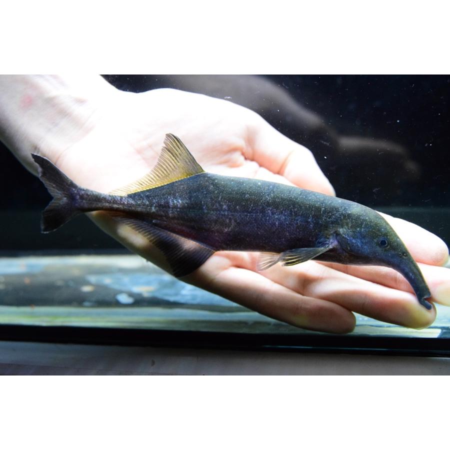 カンピロモルミルスsp.　”コンゴ”　17-18cm