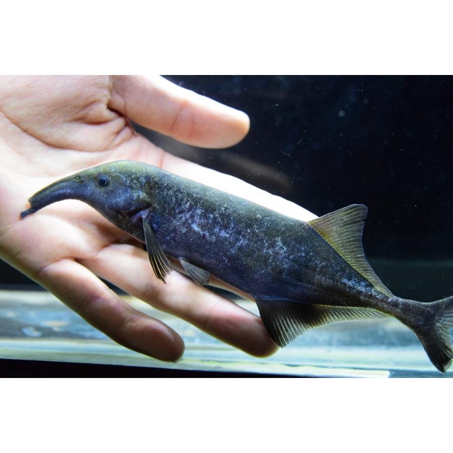 カンピロモルミルスsp.　”コンゴ”　17-18cm 