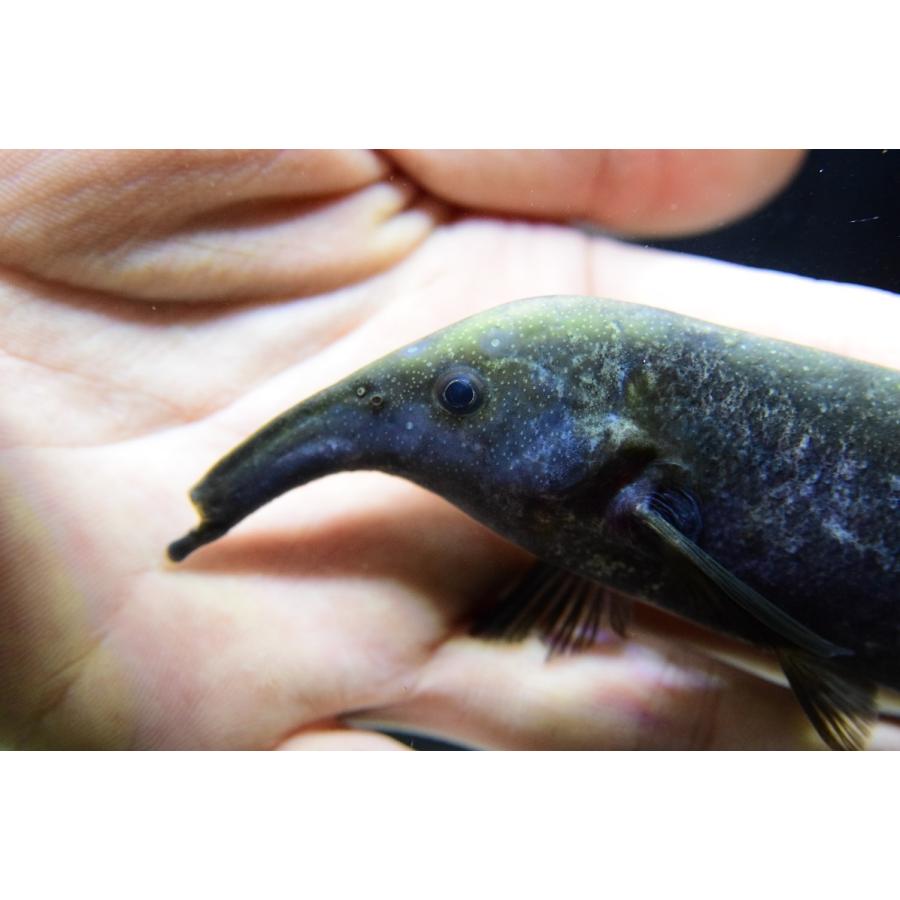 カンピロモルミルスsp.　”コンゴ”　17-18cm 