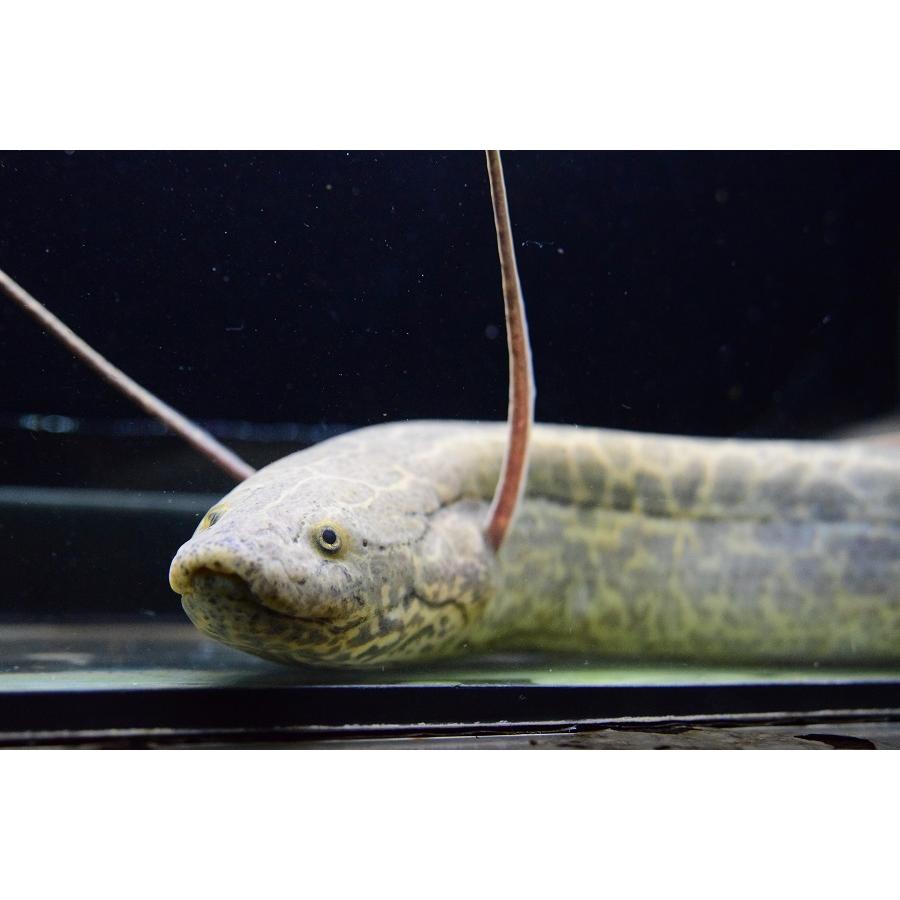 アンフィビウス ナイバシャ産