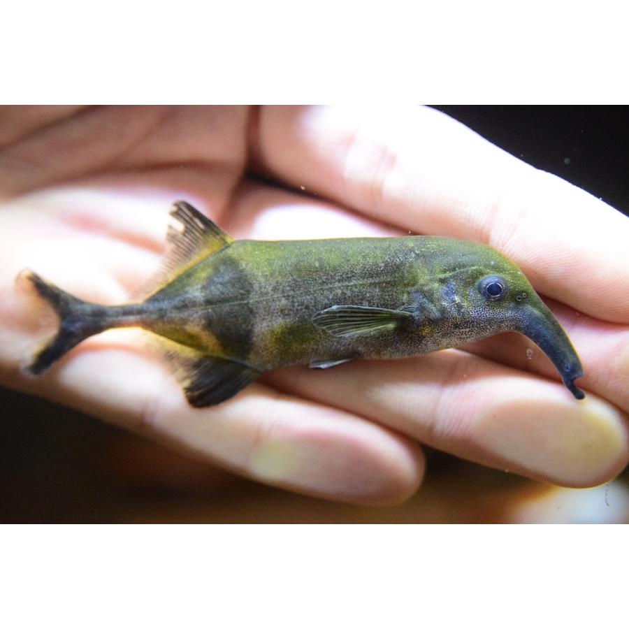 カンピロモルミルス・ヌメニウス　”コンゴ”　9cm　No.1 