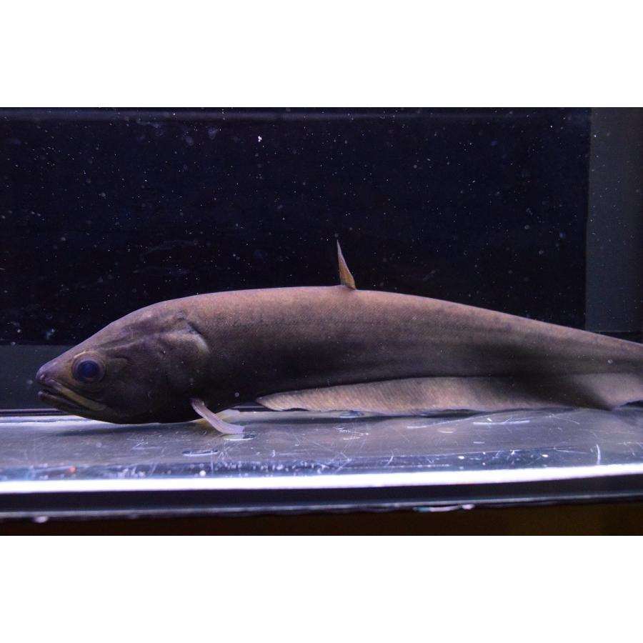 アロワナナイフ ナイジェリア 26 27cm An23 World Rivers Net 通販 Yahoo ショッピング