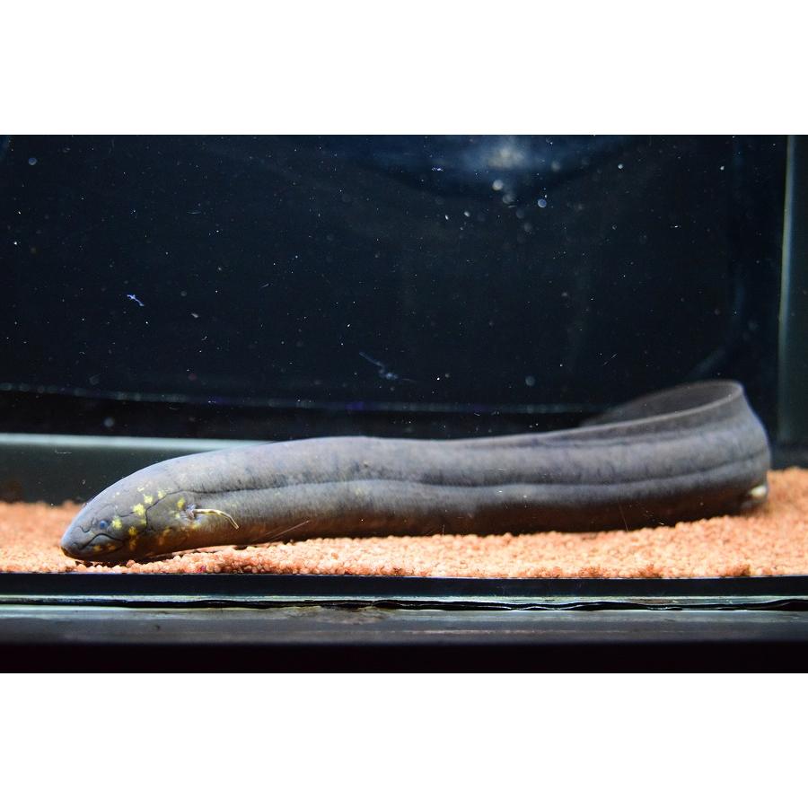 レピドシレン・アルティクラータ ”ブラジル/パンタナール” 28-34cm 