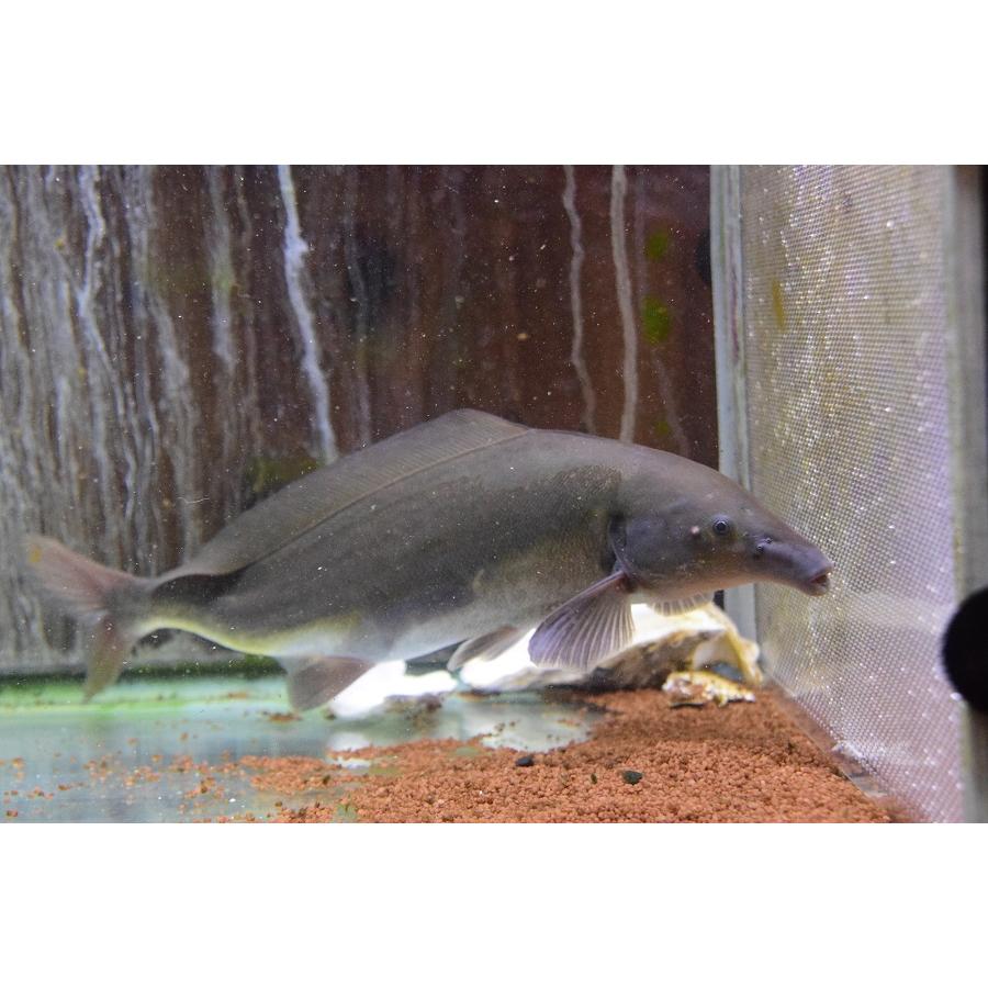 【難あり】モルミルス・ルメ　”ナイジェリア”　37-38cm 