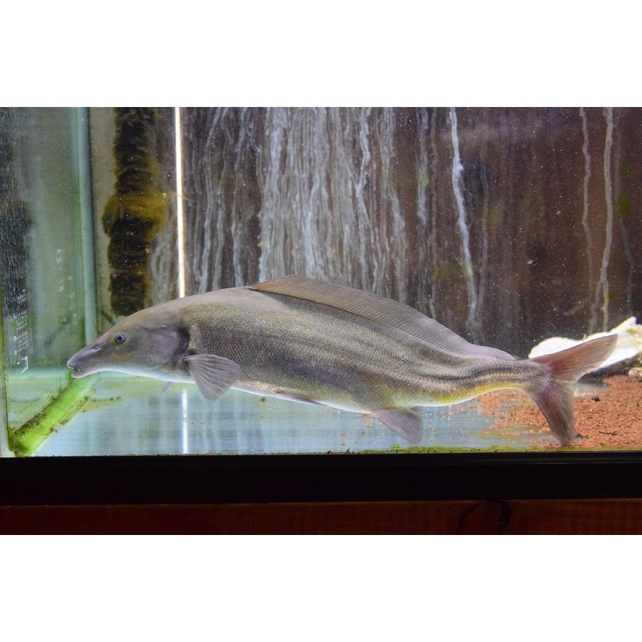 【難あり】モルミルス・ルメ　”ナイジェリア”　37-38cm 