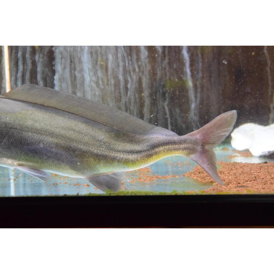 【難あり】モルミルス・ルメ　”ナイジェリア”　37-38cm 