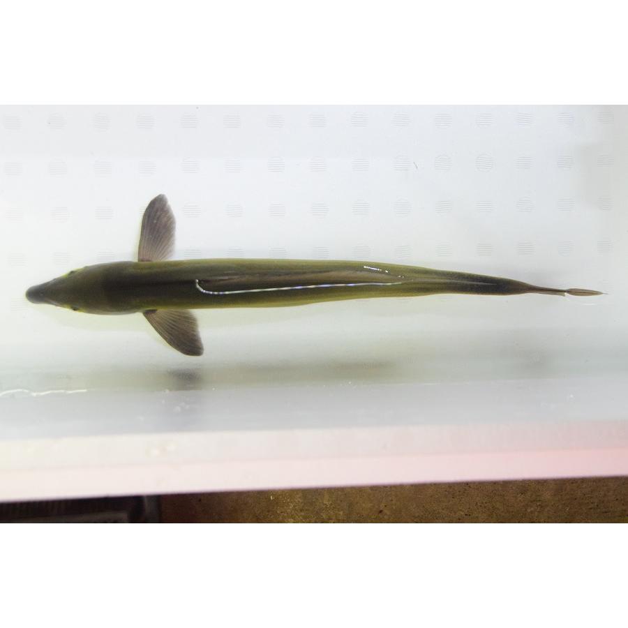 【難あり】モルミルス・ルメ　”ナイジェリア”　37-38cm 