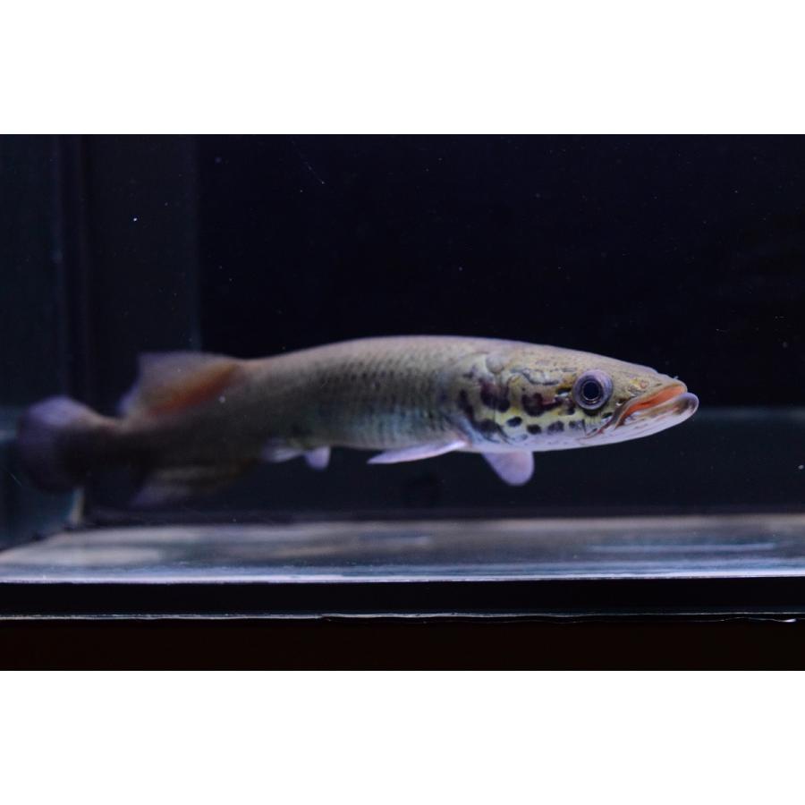 ピラルク シャンレン 17 18cm A個体 An29 World Rivers Net 通販 Yahoo ショッピング