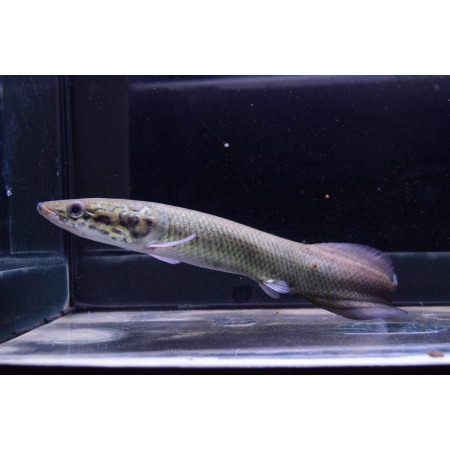 ピラルク　”シャンレン”　17-18cm　B個体