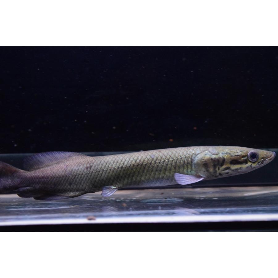 ピラルク　”シャンレン”　17-18cm　B個体 