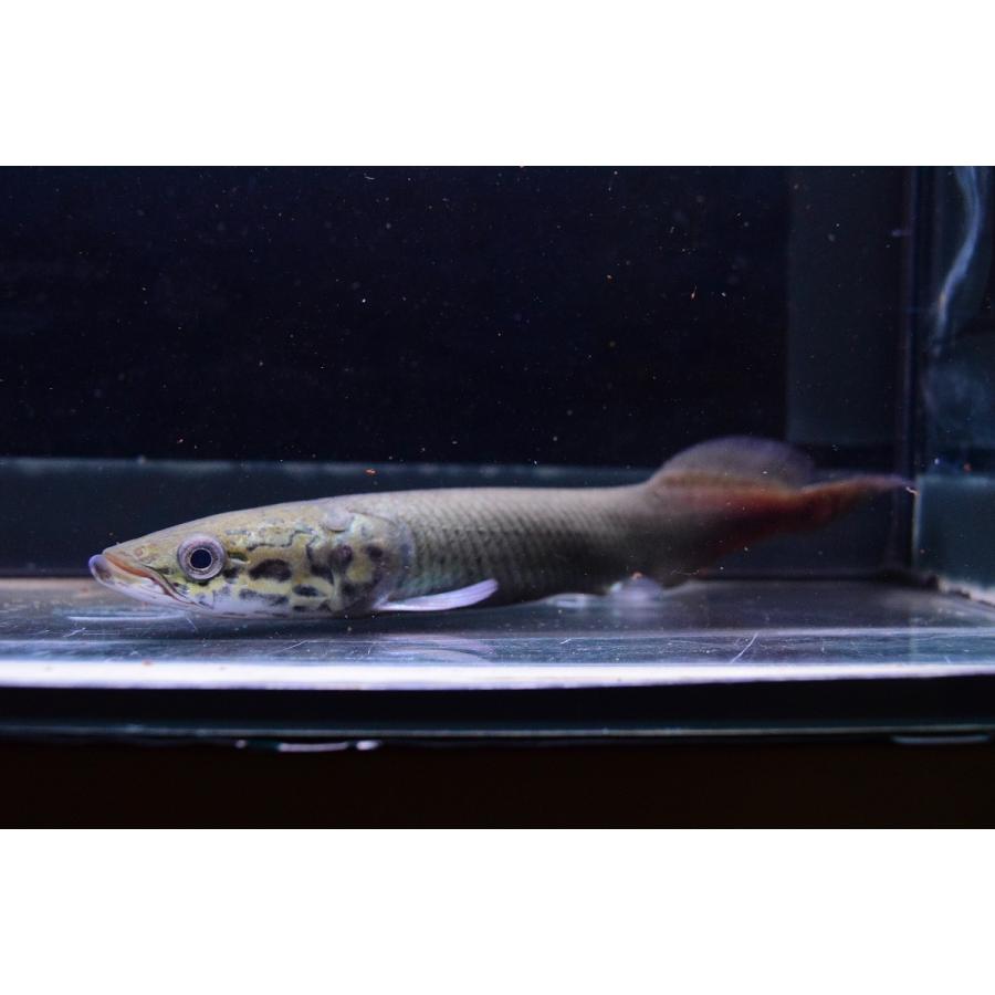 ピラルク　”シャンレン”　17-18cm　B個体 