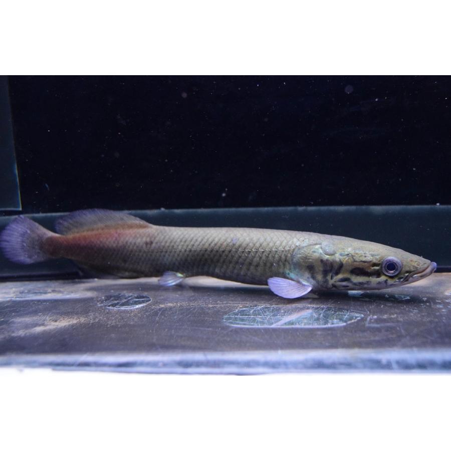 ピラルク　”シャンレン”　17-18cm　B個体 