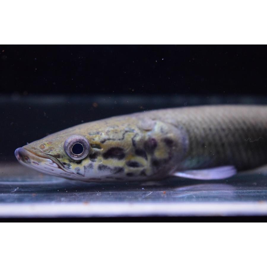 ピラルク　”シャンレン”　17-18cm　B個体 