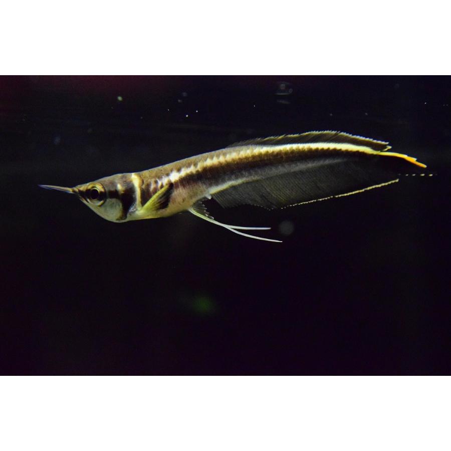 ブラックアロワナ ベビー An41 World Rivers Net 通販 Yahoo ショッピング