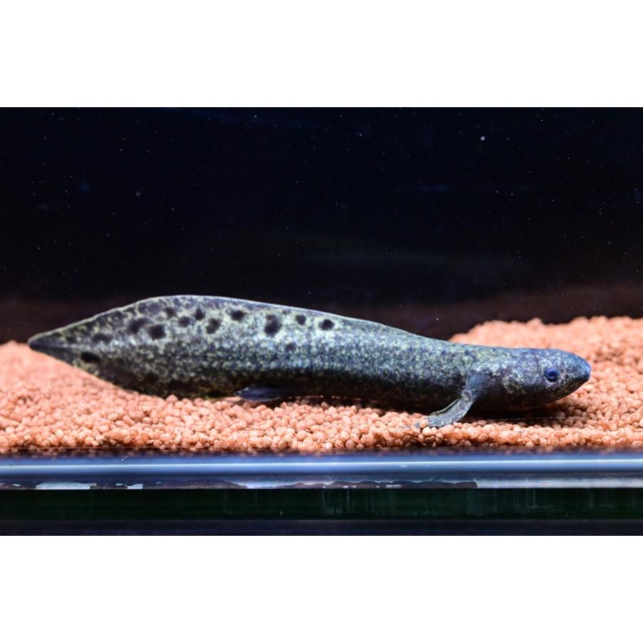 ネオケラトドゥス・フォルステリー ”オーストラリア” 14-15cm No.3