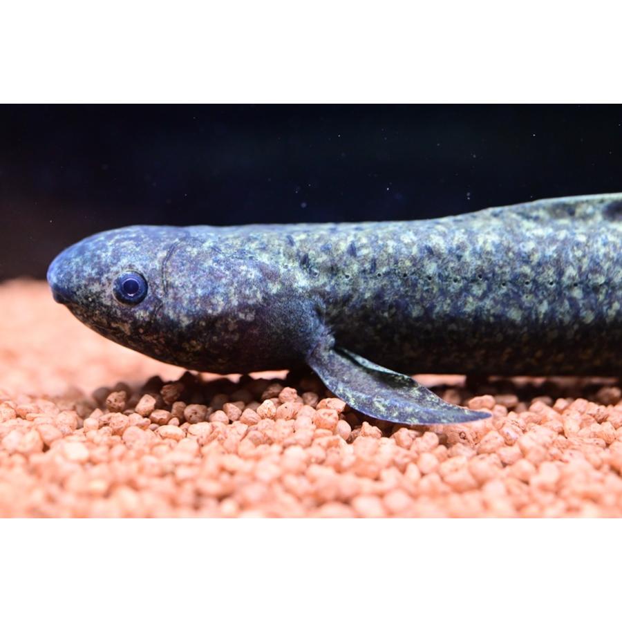 ネオケラトドゥス・フォルステリー ”オーストラリア” 14-15cm No.3