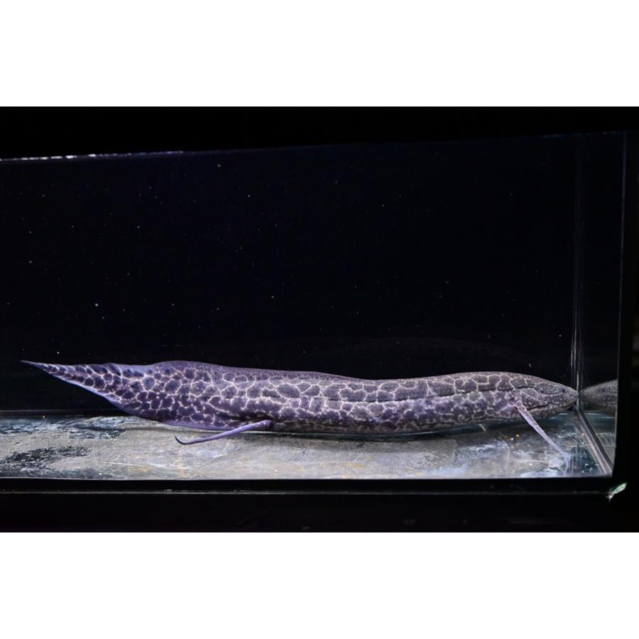 Pro.エチオピクス・コンギクス ”コンゴ” No.1 36cmの画像