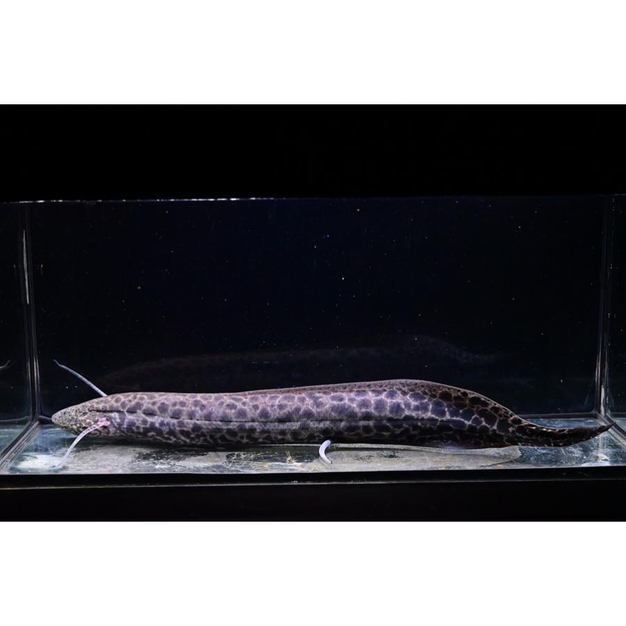 コンギクス コンゴ産 35〜40cm 3本セット 【公式通販】