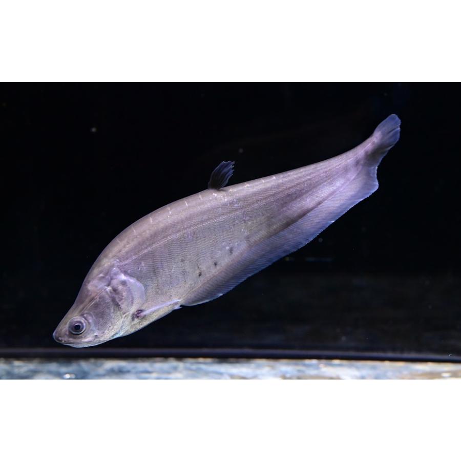 チタラ・チタラ ”インド” 12-14cm : WORLD RIVERS net - 通販 - Yahoo