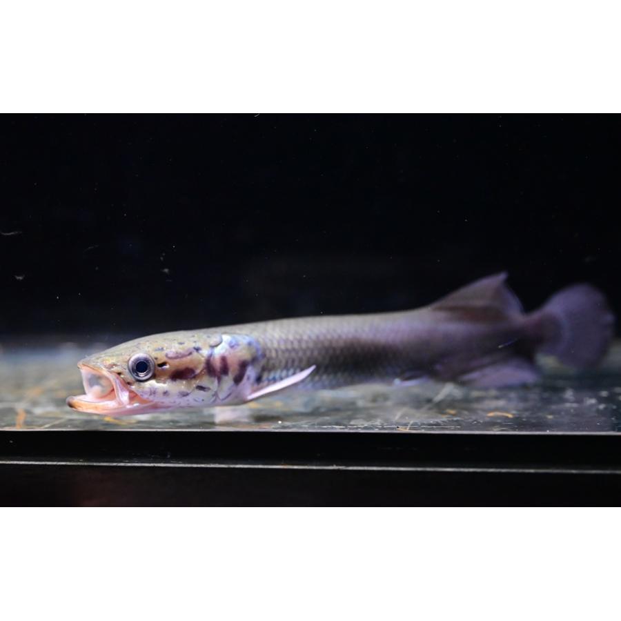ピラルク ”ペルー” 14-15cm程の画像