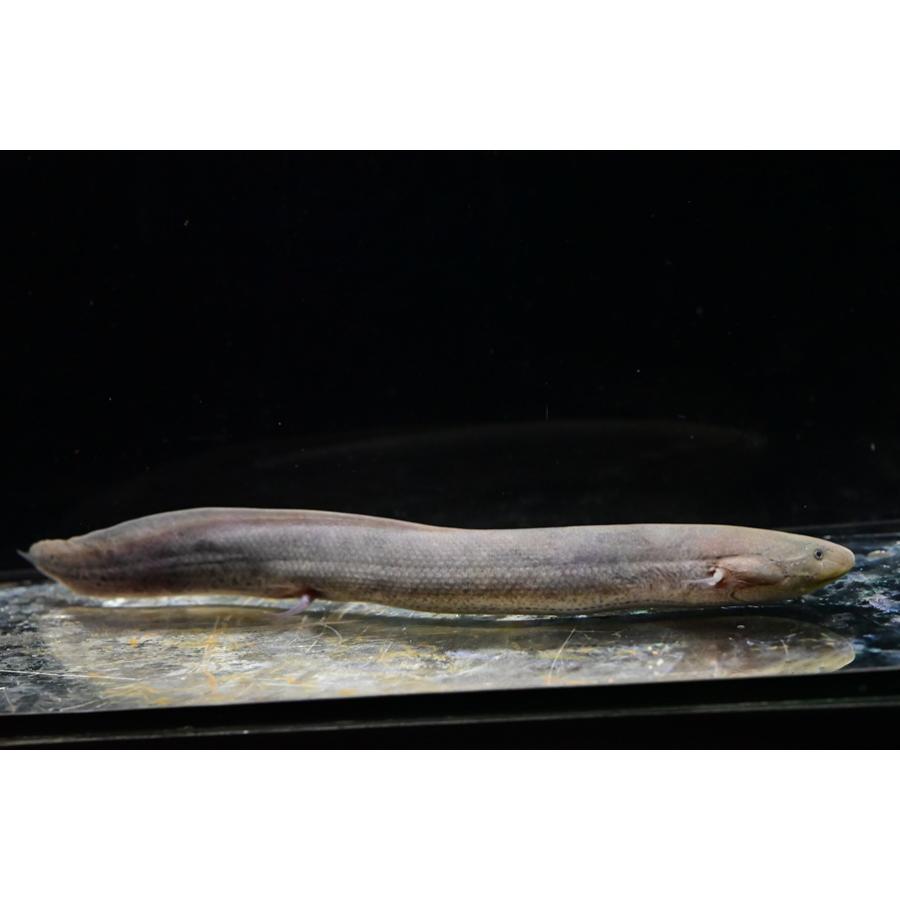プロトプテルス・エチオピクス・エチオピクス ”ケニア/バリンコ湖” No.2 26cm程の画像