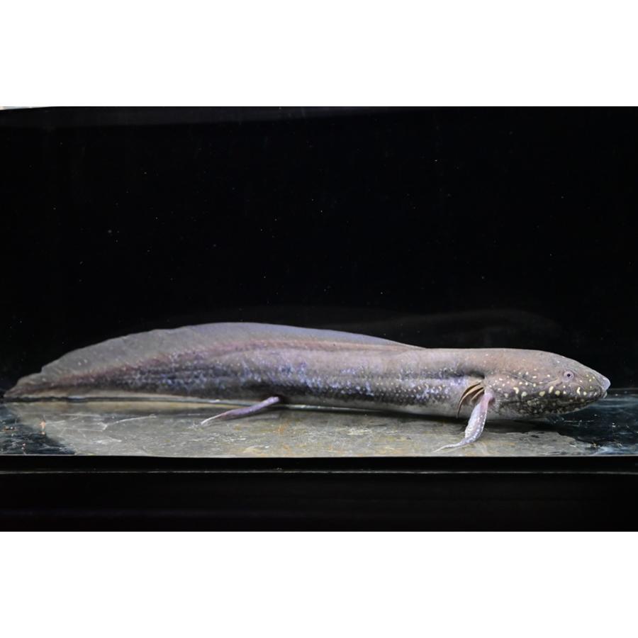 プロトプテルス・アンフィビウス ”ケニア/ナイバシャ湖” 32-33cm程の画像