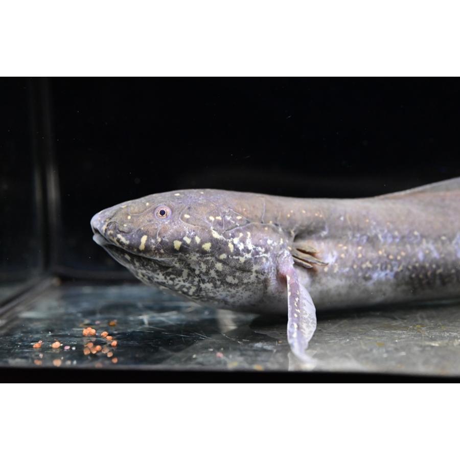 プロトプテルス・アンフィビウス ”ケニア/ナイバシャ湖” 32-33cm程の画像