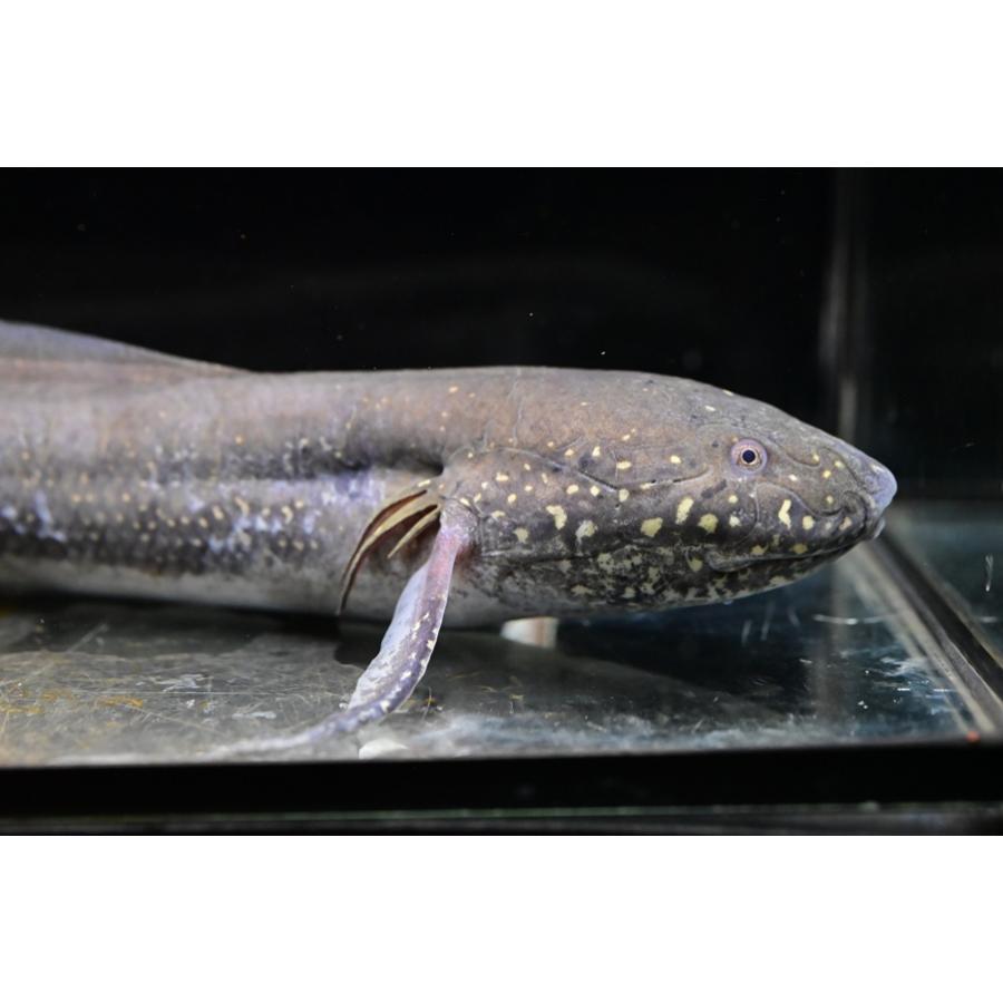 プロトプテルス・アンフィビウス ”ケニア/ナイバシャ湖” 32-33cm程の画像