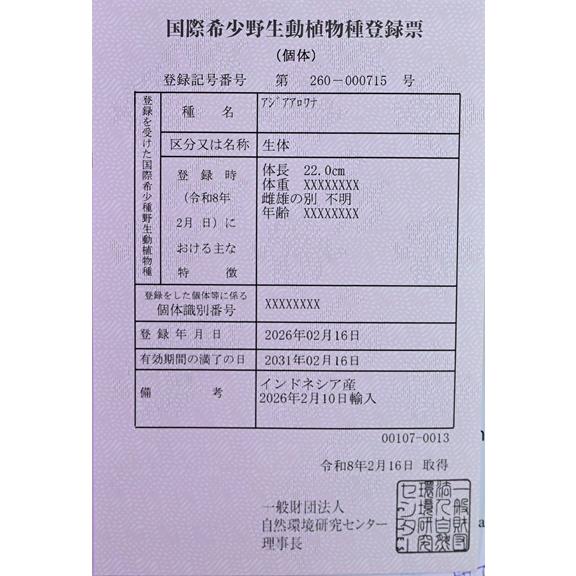 アジアアロワナ【スーパーディープへマトイドレッド】 ”インドネシア・MITRA” 27cm程の画像