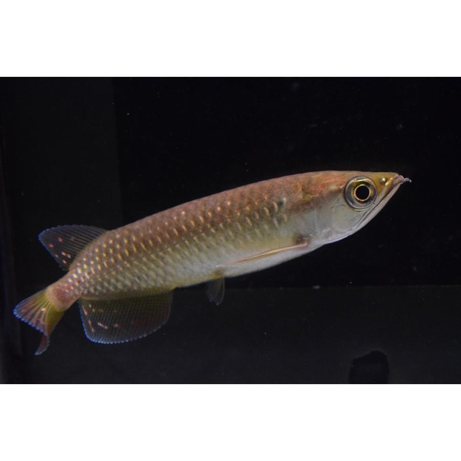 ノーザンバラムンディ 10 11cm An51 World Rivers Net 通販 Yahoo ショッピング