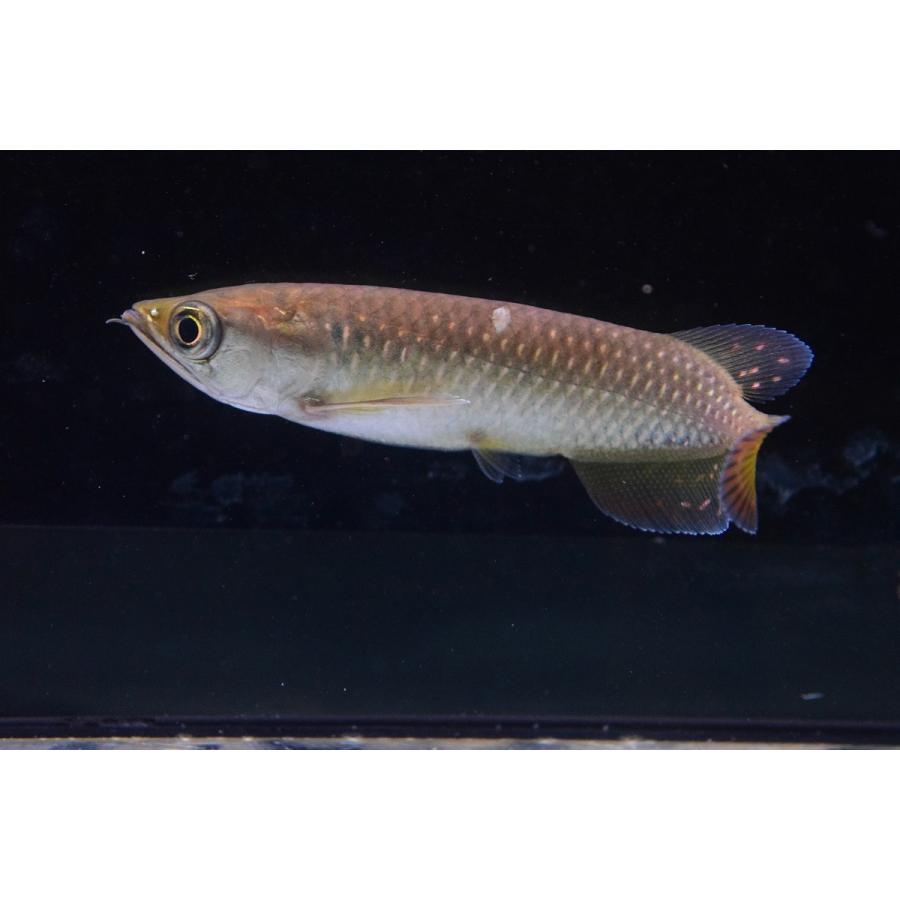 ノーザンバラムンディ 10 11cm An51 World Rivers Net 通販 Yahoo ショッピング