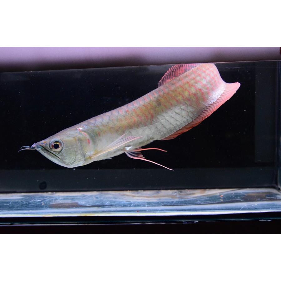 売約済 シルバーアロワナ ブラジル アマパ州 32 33cm An62 World Rivers Net 通販 Yahoo ショッピング