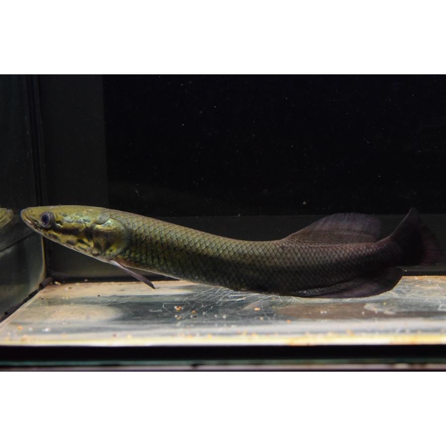 ピラルク シャンレン 18 19cm An63 World Rivers Net 通販 Yahoo ショッピング