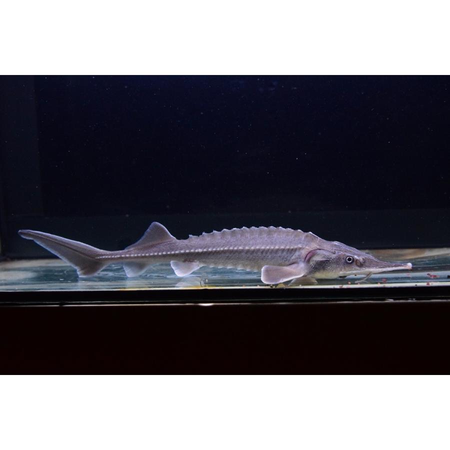 バイカルチョウザメ ドイツ便 23cm An66 World Rivers Net 通販 Yahoo ショッピング