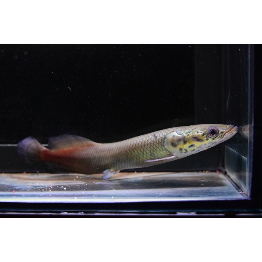 ピラルク　”シャンレンブリード”　21-22cm