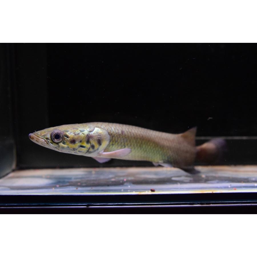 ピラルク　”シャンレンブリード”　21-22cm 