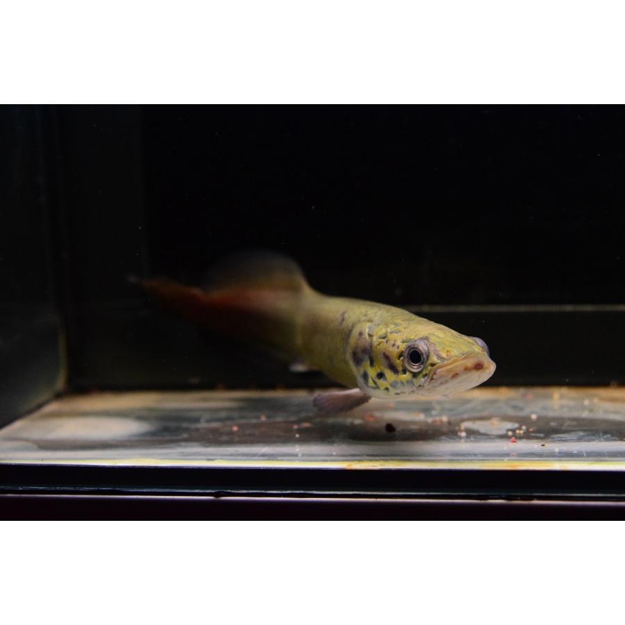 ピラルク　”シャンレンブリード”　21-22cm 