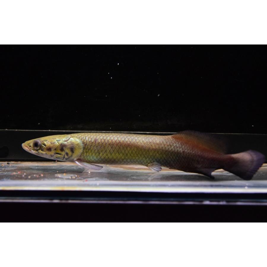 ピラルク　”シャンレンブリード”　21-22cm 