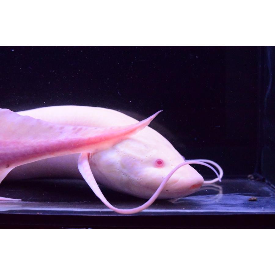 アルビノ Pro エチオピクス コンゴ 49 50cm An6 World Rivers Net 通販 Yahoo ショッピング