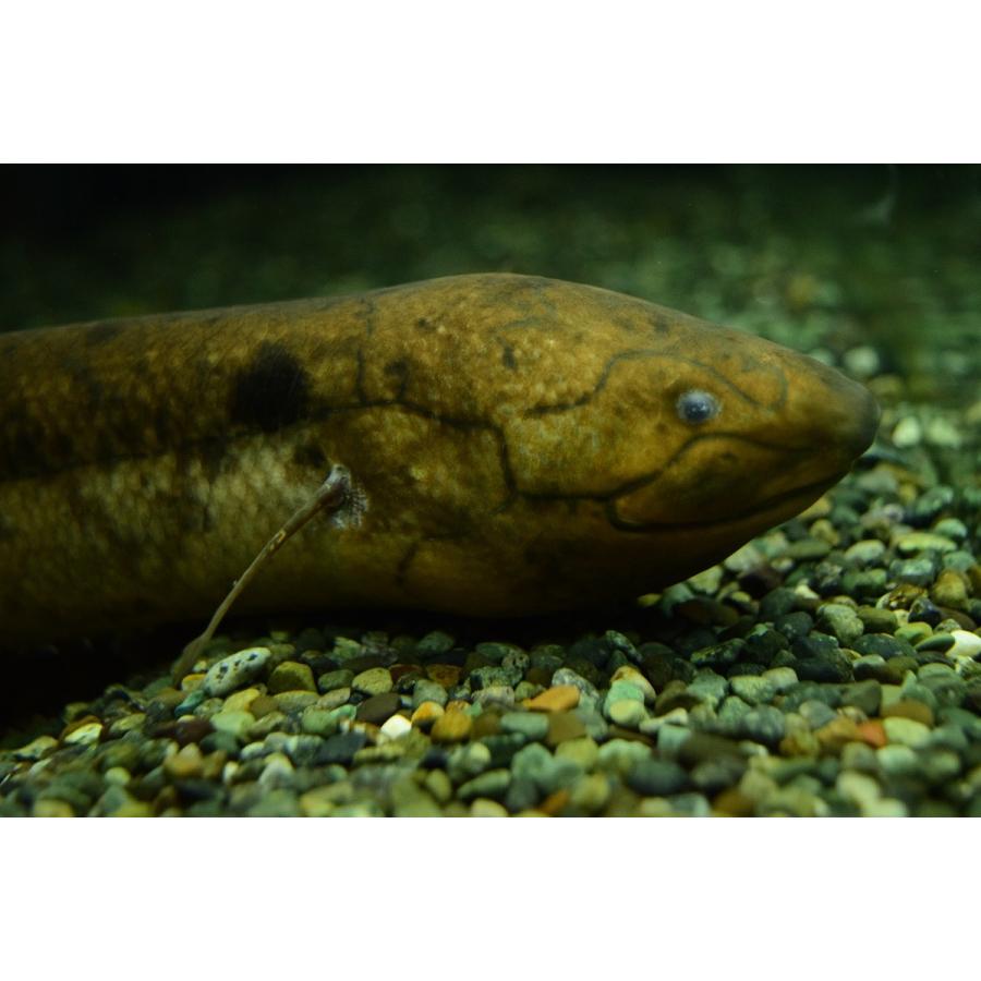 レピドシレン パラドクサ ペルー 63 64cm An7 World Rivers Net 通販 Yahoo ショッピング