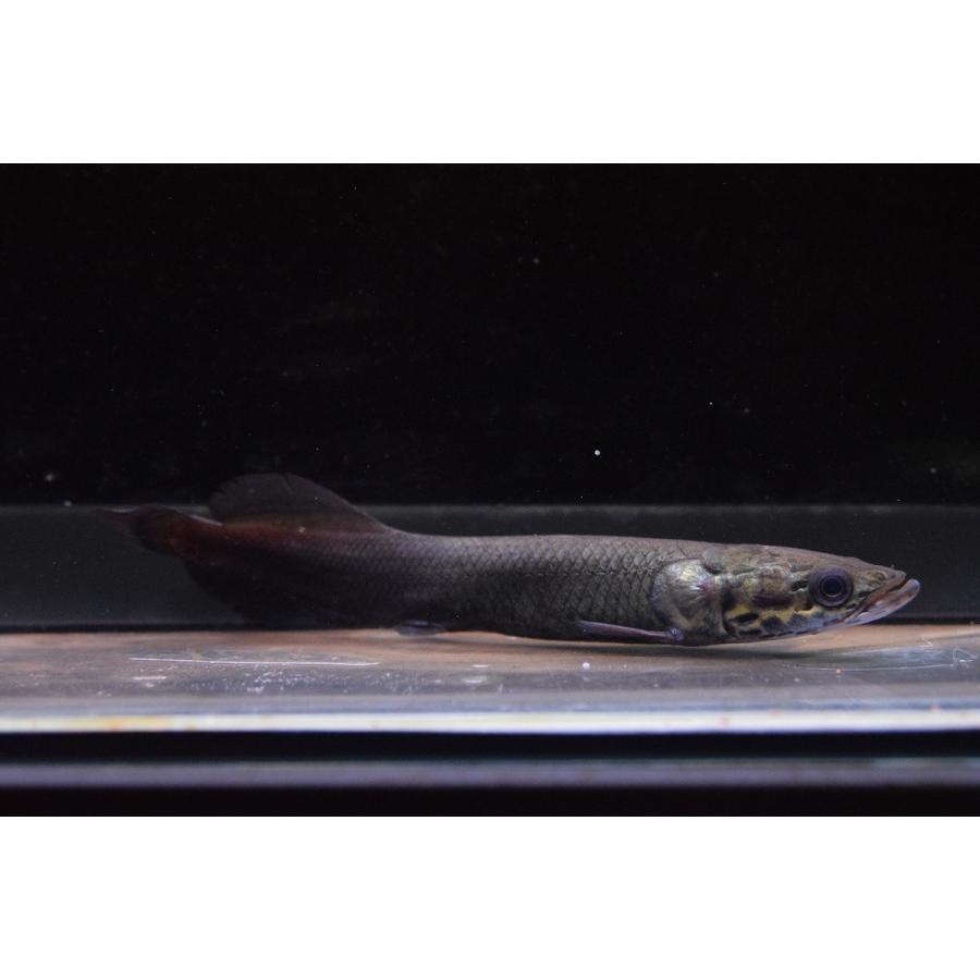 ピラルク Xianleng 17cm An74 World Rivers Net 通販 Yahoo ショッピング