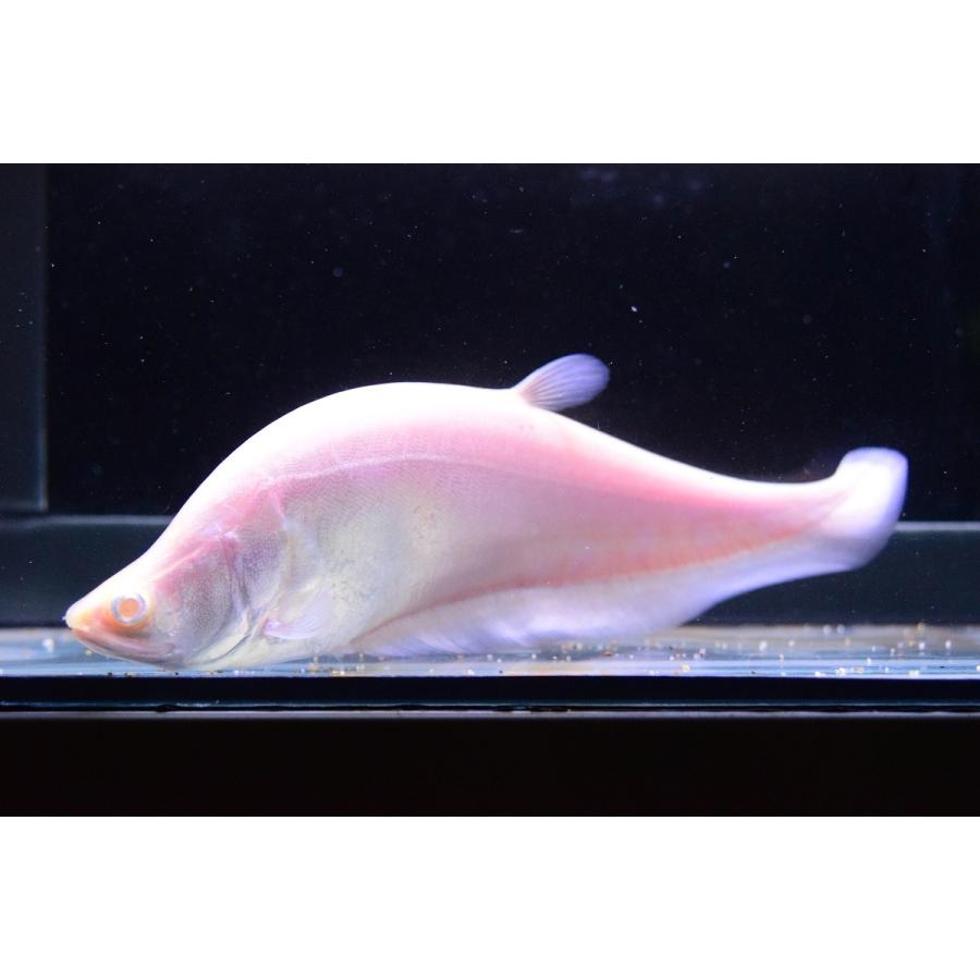 アルビノナイフフィッシュ